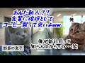 【スカッと猫ミーム】10年ぶりの復帰で“新人扱い”…数分後、誰もが青ざめる事態に #猫マニ #猫ミーム