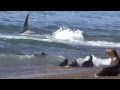 Killer whales attacks! Attaques par des orques!