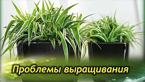 ХЛОРОФИТУМ. Cохнут или чернеют кончики листьев. Проблемы выращивания, болезни и вредители.
