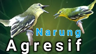 Narung Agresif‼️Mengalun Dan NGekrek Kasar