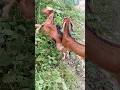 Goat, sagol, borki, vaaa, maa, #shorts #funny #animals #viral #views #top