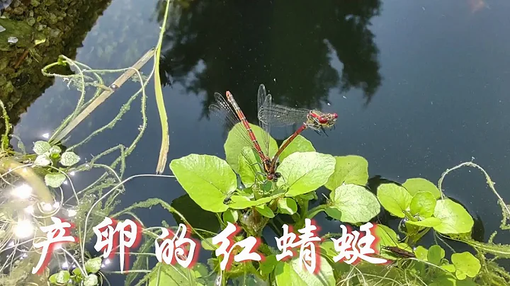 產卵的紅蜻蜓/Rote Libelle - 天天要聞