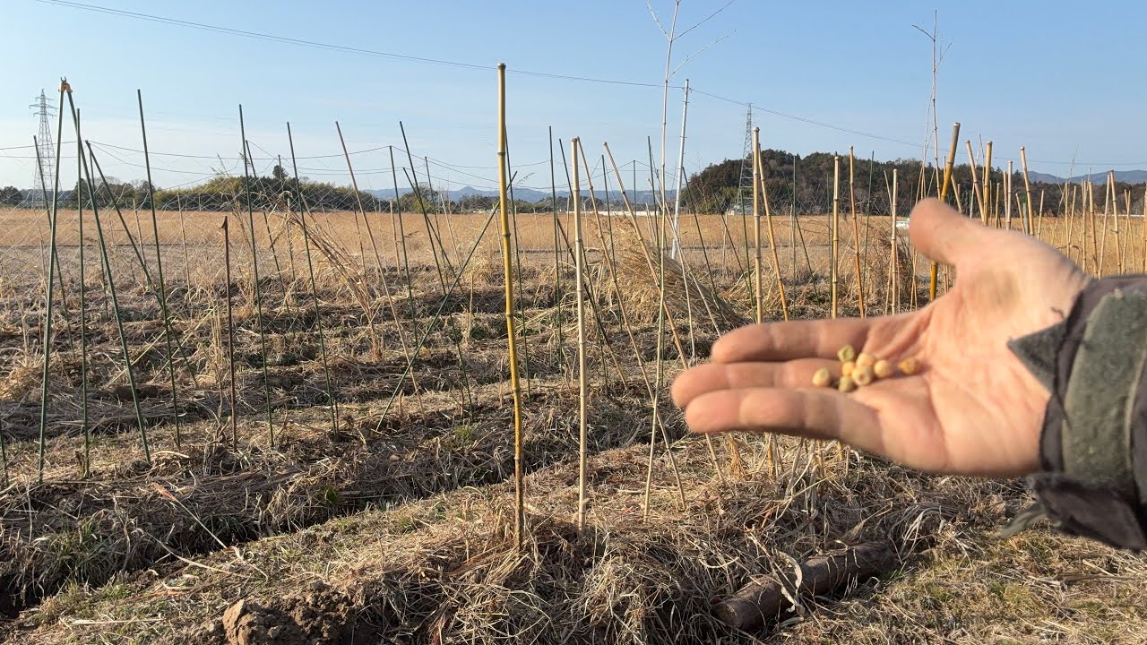 梅が咲いたら、スナップエンドウを撒く？　2026/03/02