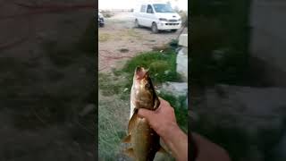 صيد سمك في النهر