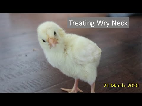 Video: Hvad er wryneck hos høns?