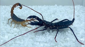 Whip scorpion vs scorpion,Assassin bug vs Whip scorpion,Assassin bug preying 鞭蝎vs蝎子,鞭蝎vs猎蝽