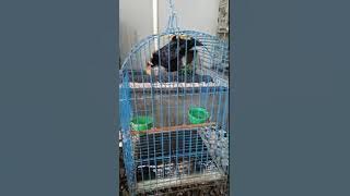 Proses penjinakan BEO dari alam liar. 5 hari langsung jinak