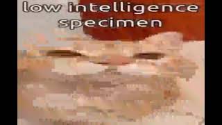 low intelligence specimen
