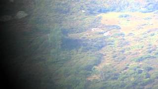 Lobos en la cordillera Cantábrica