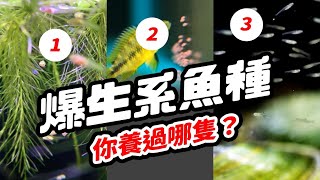 三種魚讓你大喊「不要再生了」養魚爆生超有成就感 LET EGG INTO OTHER BODY, Treacherous Fish GIVE BIRTH baby fish.