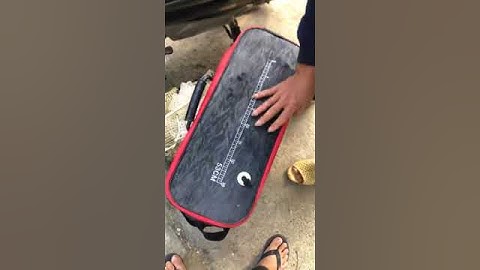 Câu lục cá trắm đen khủng