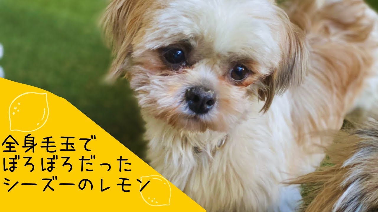 全身毛玉でぼろぼろだった シーズーのレモン Youtube