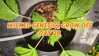 TSG420 - Wicked Genetics Grow Off Day 28 #420GTGT