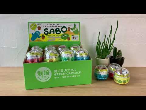 育てるカプセル サボテン Youtube 育てるカプセル サボテン Youtube