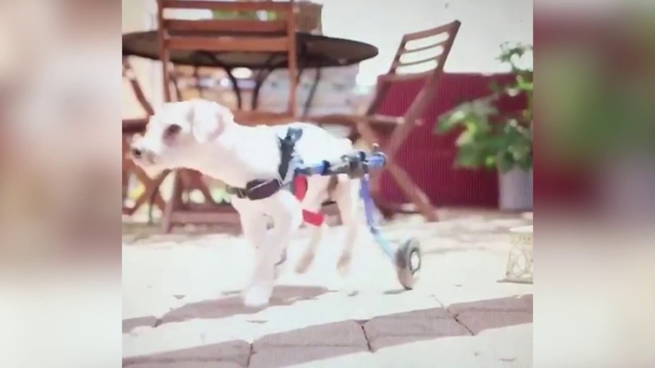wheelchair sign Fred the Rescued Pup Walks in Wheelchair!
