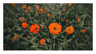 Orange Wildflowers in 4K | Vibrant Digital Wall Art for Frame TV (2h Loop) screenshot 2