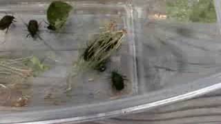 The Flight of the June Bug