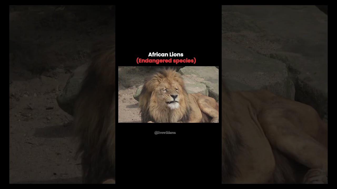 Endangered and extinct species of lions. 