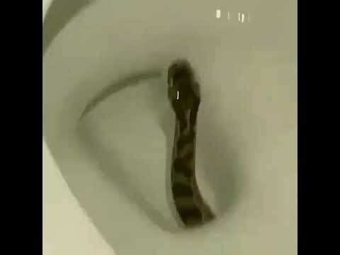 ثعبان طلع في الحمام