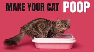 Sounds To Make Your Cat Poop In Minutes