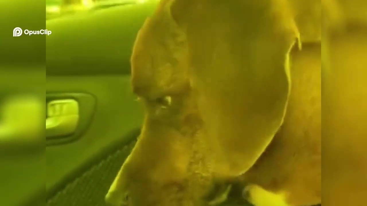 Dog's Car Ride Bliss  Window Views & Good Vibes!