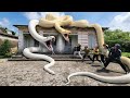 Brave expert uses snake detector to track down giant python.