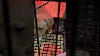 Coi Leray Players Billboards Rap Song May 2, 2023