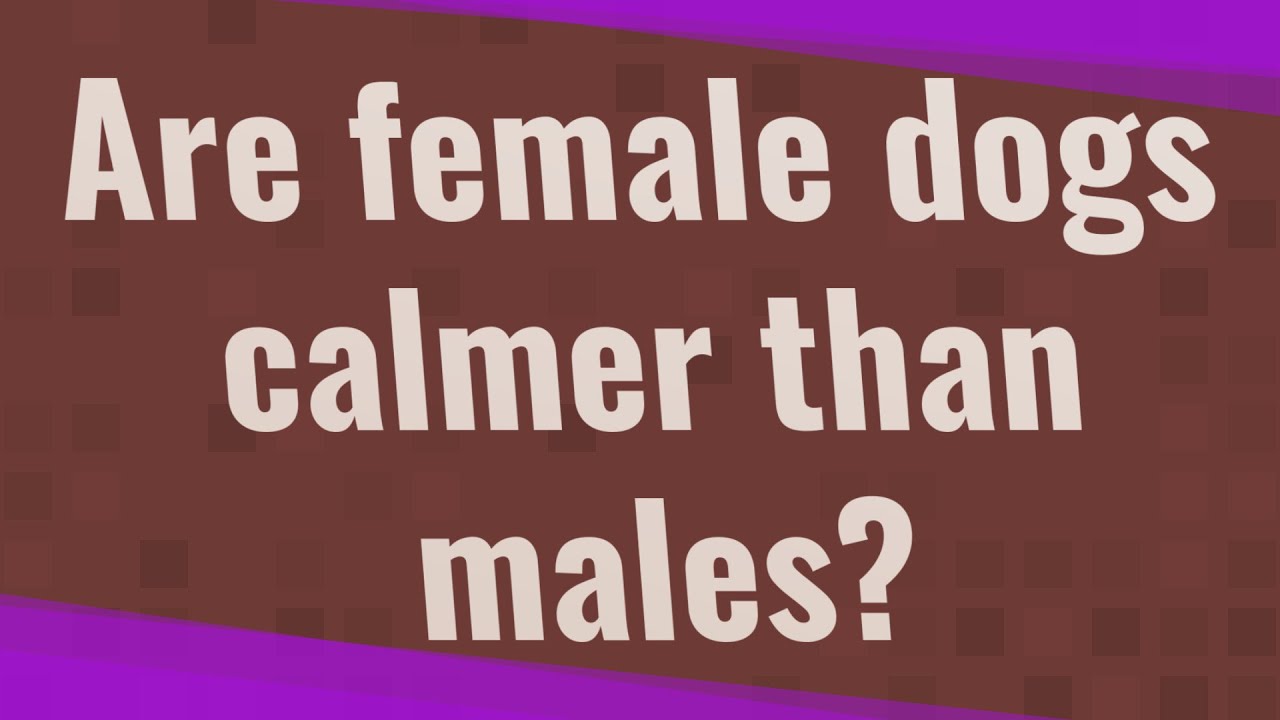 are-female-dogs-calmer-than-males-youtube