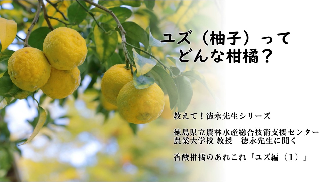 教えて！徳永先生シリーズ『ユズ（柚子）ってどんな柑橘？』 - YouTube