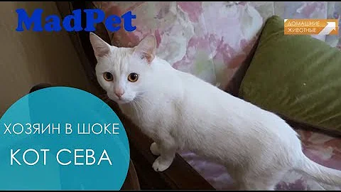 РАБОТА ЗООПСИХОЛОГА. Мирослав Волков vs КОТ СЕВА