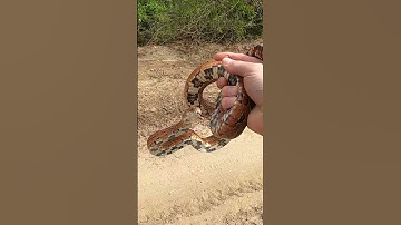 Thumbnail of I  Really LIKE Corn Snake 🐍 #shorts