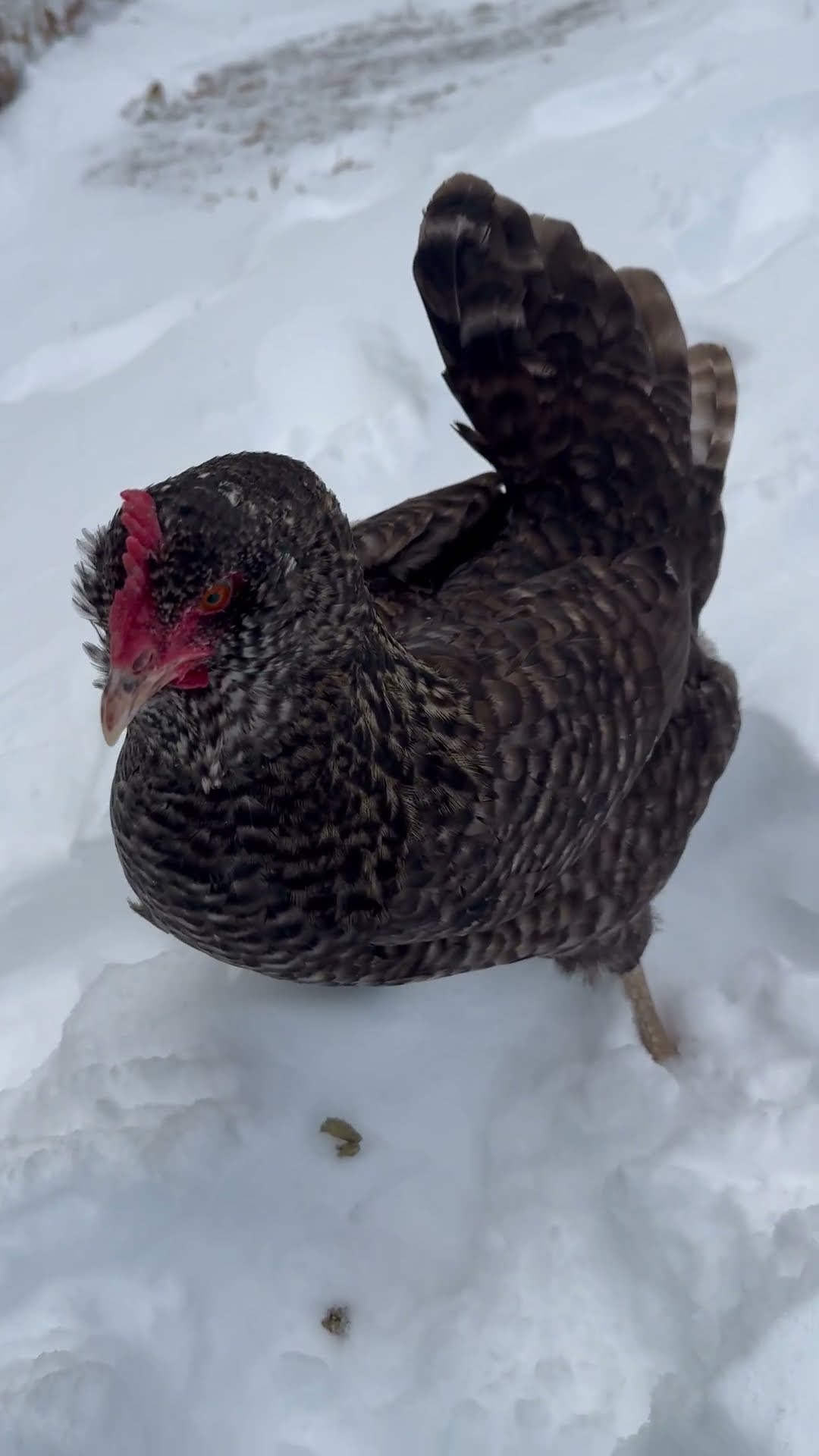 Chicken Protests Snows by Tackling Owner || ViralHog