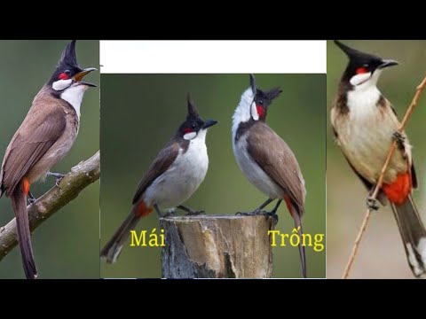 Tiếng chim hót ríu rít - YouTube