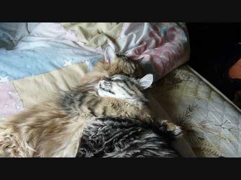 cute-siberian-cats-have-argument---funny!