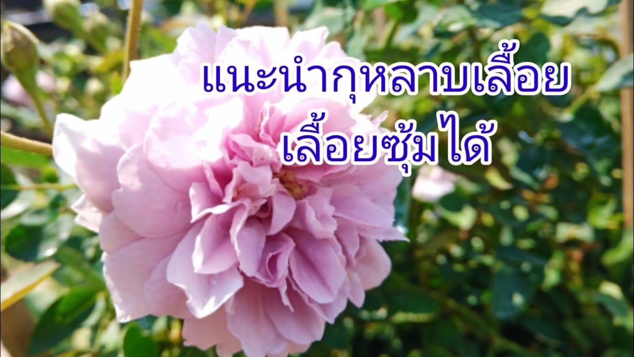 EP 41 ตอนที่ 4/4  แนะนำชื่อกุหลาบ 20 พันธุ์ทำซุ้มกุหลาบแบบอลังการได้