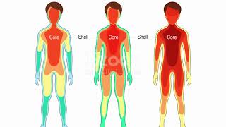 HOMEOSTASIS | POSITIVE & NEGATIVE FEED BACK LOOPS | #education #information #science #interesting