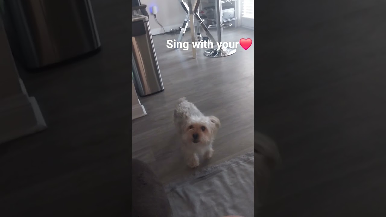 No matter what ur voice sounds like, open that throat chakra and SANG!#yorkipoo #singingdogs