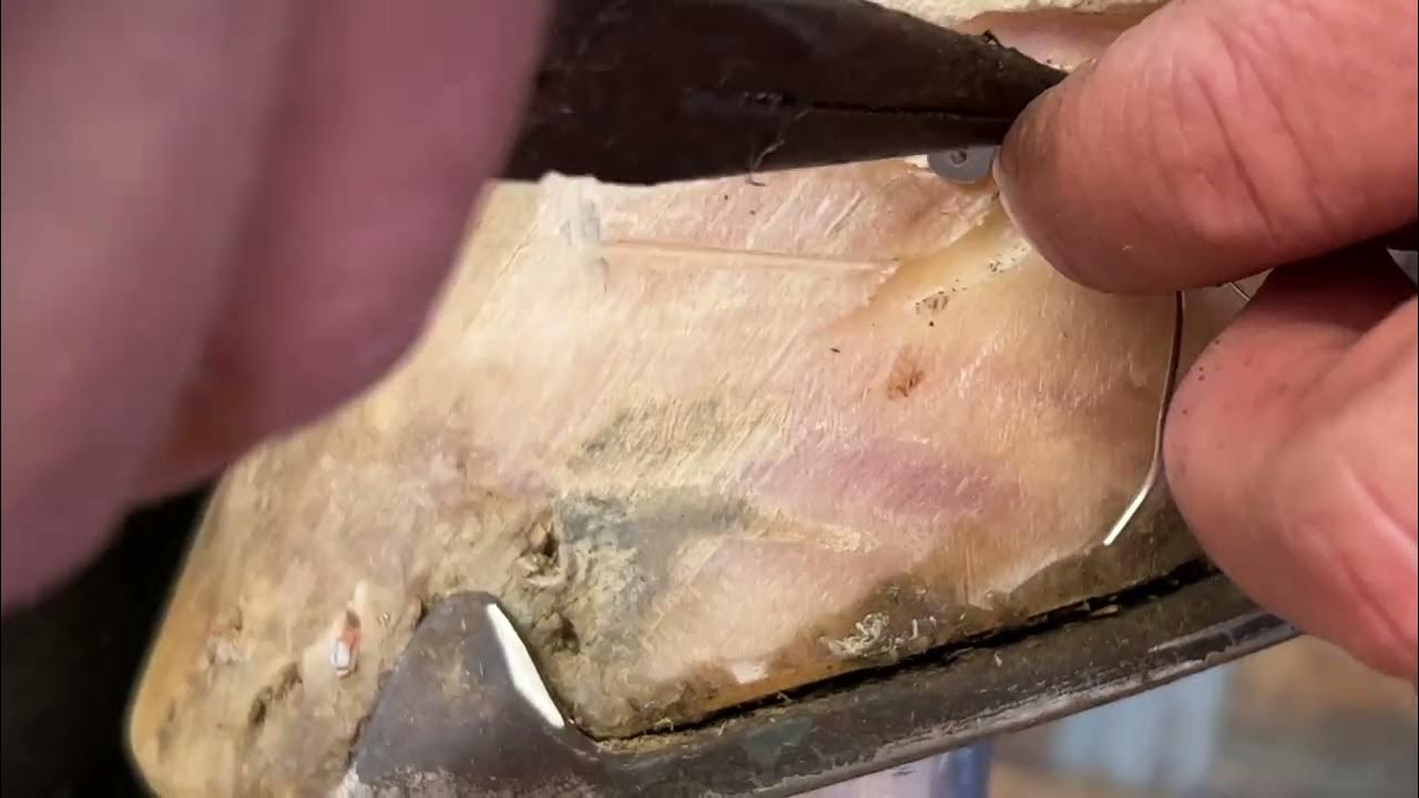 Hoof quarter crack repair YouTube