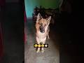 Cute german shepherd dog 🐶 german shepherd puppieD #cute #germanshepheard #funny #dog #pets #comedy