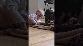 Baby Vs Bullterier