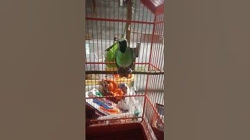 Ciri ciri cucak ijo oper birahi