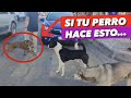 ¡MESTIZO TIPO BULL SE ENFRENTA A 3 PERROS! | APRENDE A ENTENDER A TU PERRO 🤔 - 4EverDogs