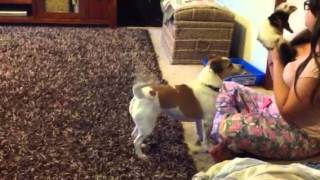 Binksy Vs Penny. Ferret Vs Jack Russell.
