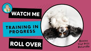 How to Teach a Dog to Roll Over Step by Step | Cavalier King Charles Spaniel Tricks