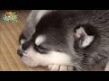【子犬】シベリアンハスキーの子犬 泥あそびの後にウトウト…