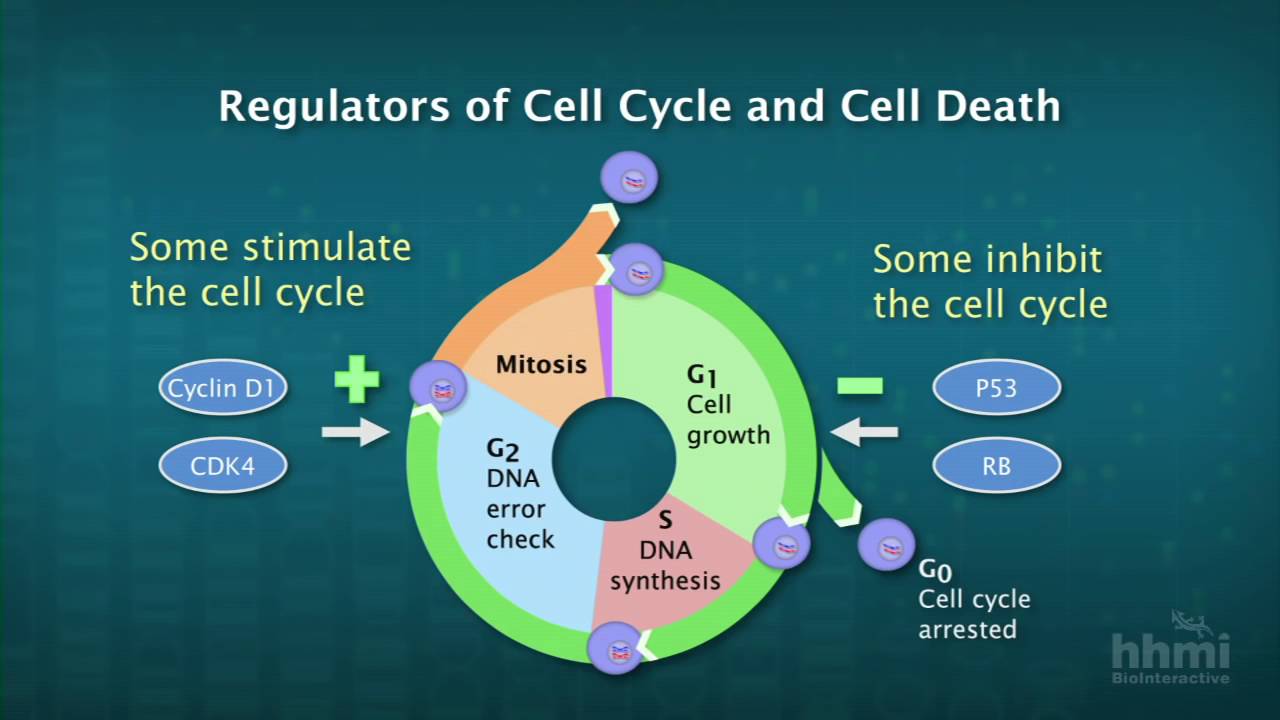 HHMI Cancer Genes