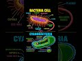 structure of Bacteria and Cyanobacteria #11thbiology #neet #biology #viral #trending #shorts