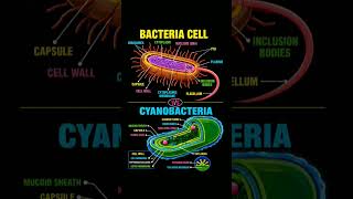 structure of Bacteria and Cyanobacteria #11thbiology #neet #biology #viral #trending #shorts