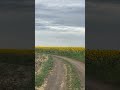 Sun Flowers گولە بەرۆژە عباد الشمس Sun Flowers گولە بەرۆژە عباد الشمس