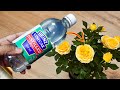 10 MIRACLES OF VINEGAR FOR PLANTS & GARDEN